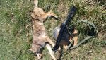Canidae Dog Roe deer Carnivore
