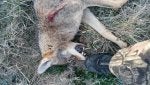 Vertebrate Mammal Roe deer Kangaroo